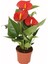 Anthurium Andraeanum Red - Kırmızı Antoryum Flamingo Çiçeği Iç Mekan Salon Bitkisi 1
