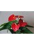 Anthurium Andraeanum Red - Kırmızı Antoryum Flamingo Çiçeği Iç Mekan Salon Bitkisi 2