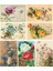 Gül Temalı Kartpostal Seti (10X15 cm 7 Adet) 1