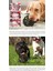 Göktaşı Şekli Köpek Pet Molar Temizleme Topu Oyuncak Interaktif Siyah Destekli Husky Alaskan Golden Retriever Labrador Bulldog (Sarı) (Yurt Dışından) 5
