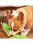 Squeak Köpek Oyuncakları Can Sıkıntısı Için Stres Atma Oyunu, Köpek Yapboz Oyuncak Iq Eğitimi, Köpek Snuffle Oyuncakları Toplayıcı Içgüdü Eğitimi (Açık Yeşil) (Yurt Dışından) 2