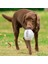 Peluş Köpek Oyuncak| Tüm Köpekler Için Sevimli Cırlak Arkadaşlar Oyuncak | Squeaker, Arkadaş Hatıra Eşyası, Çeşitli Stil ve Boyutlarla Doldurulmuş Köpek Oyuncakları (Yurt Dışından) 4