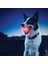 Nite Ize Glowstreak LED Köpek Topu, Zıplayan Aktif Işıklı Köpek Topu, Şık ve Güzel. (Yurt Dışından) 3