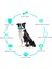 Agresif Çiğneme Makineleri Için Köpek Gıcırtılı Diş Fırçası Çiğneme Oyuncak, Küçük Orta Köpekler Için Köpek Diş Temizleme Cızırtılı Çubuk, Mavi (Yurt Dışından) 4