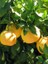 Greyfurt Fidanı 120 cm(Citrus paradisi) 3