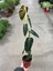 Philodendron Melanochrysum 3