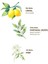 Verbena & Zinde Limon 150 ml Sprey Kolonya - Pet Şişe 2