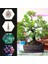 3 Rulo Bonsai Teli, Eloksallı Alüminyum Bonsai Eğitim Teli 1.0mm (Yurt Dışından) 5