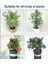 Bahçe Dekorasyonu-5 x Bahçe Ağı Haşere Bariyeri 5 x Taş 5 x 6cm 5 x Taş 7 x 8cm 5 x Taş 5 x 4cm 5 x Taş 7 x 10CM-YEŞIL-BEYAZ ve Yeşil (Yurt Dışından) 3