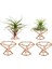 Paket 5 Hava Tesisi Tutucu Hava Tesisleri Tutucular Tillandsias Ekran Hava Temizleme Tesisi Konteyner Hava Fern Standı (Yurt Dışından) 5