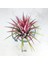 Tillandsia Ionantha Rubra (M) - El Yapımı Dekoratif Standı ile Hava Bitkisi Air Plant 2