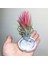 Tillandsia Ionantha Rubra (M) - El Yapımı Dekoratif Standı ile Hava Bitkisi Air Plant 5