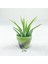 Tillandsia Ionantha Pup (Xs) El Yapımı Minyatür Saksıda Hava Bitkisi Airplant Nadir Bitki 1