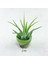 Tillandsia Ionantha Pup (Xs) El Yapımı Minyatür Saksıda Hava Bitkisi Airplant Nadir Bitki 2