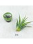 Tillandsia Ionantha Pup (Xs) El Yapımı Minyatür Saksıda Hava Bitkisi Airplant Nadir Bitki 3