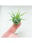 Tillandsia Ionantha Pup (Xs) El Yapımı Minyatür Saksıda Hava Bitkisi Airplant Nadir Bitki 4