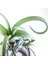 Tillandsia Curly Slim Pup (S) - El Yapımı Dekoratif Standı Ile Hava Bitkisi Airplant 3