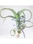 Tillandsia Curly Slim Pup (S) - El Yapımı Dekoratif Standı Ile Hava Bitkisi Airplant 4