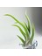 Tillandsia Caput Medusae (S) - El Yapımı Dekoratif Standı Ile Hava Bitkisi Çiçeği Air Plant 3