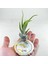 Tillandsia Caput Medusae (S) - El Yapımı Dekoratif Standı Ile Hava Bitkisi Çiçeği Air Plant 5