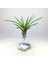 Tillandsia Cyanea (L) - El Yapımı Dekoratif Standı Ile Köksüz Hava Bitkisi Airplant 1