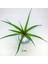 Tillandsia Cyanea (L) - El Yapımı Dekoratif Standı Ile Köksüz Hava Bitkisi Airplant 2