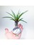 Tillandsia Cyanea (L) - El Yapımı Dekoratif Standı Ile Köksüz Hava Bitkisi Airplant 4