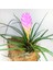Tillandsia Cyanea (L) - El Yapımı Dekoratif Standı Ile Köksüz Hava Bitkisi Airplant 5