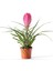 Tillandsia Cyanea - Pink Quill Hava Bitkisi Çiçeği 5.5 cm Saksıda 1