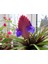 Tillandsia Cyanea - Pink Quill Hava Bitkisi Çiçeği 5.5 cm Saksıda 3