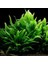 Microsorum Pteropus (Java Fern) 1