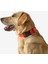 Solognac Köpek Tasması - Avcılık ve Doğa Gözlemi - Turuncu - 100 5