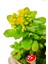 Sedum Sukulent Canlı Bitki & Tilki El Yapımı Seramik Saksıda & Hediye Canlı Bitki & Iç Mekan Bitki 2