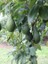 Avokado Fidanı PİNKERTON, 50-60 cm, Tüplü 1