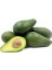 Avokado Fidanı PİNKERTON, 50-60 cm, Tüplü 2