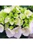 Hydrangea Mocnophylla 10-20 cm Ortanca Çiçeği Fidanı-Aşılı Tüplü Beyaz Renk 2