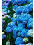 Hydrangea Mocnophylla Koyu Mavi Canlı Ortanca Çiçeği Fidanı 10-20 cm 1