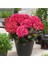 Ortanca Çiçeği Fidanı Pembe Renk 10-20 cm 1