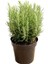 Biberiye Fidanı 3 Adet 20-30 cm Rosmarinus Officinalis N11.28702 2