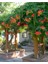 Campsis Radicans Turuncu Acem Borusu Fidanı 20-40 cm 1