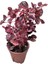 Herbstii Çingene Şalvarı Bitkisi Çiçeği Fidanı 10-20 cm 1