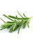 Biberiye Fidanı 20-30 cm Rosmarinus Officinalis 15 Adet 1