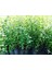 Tüplü Kurtbağrı Ligustrum Bahçe Çit Set Fidanı 30 - 50 cm 1