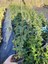 Tüplü Kurtbağrı Ligustrum Bahçe Çit Set Fidanı 30 - 50 cm 3