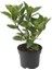 Saksıda Laurus Nobilis Defne Fidanı 25-35 cm 1