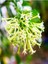 Cestrum Limon Melisa Çiçeği Fidanı 1