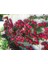 Kırmızı Yediveren Sarmaşık Gül Fidanı 15-25 cm 4