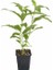Cestrum Nocturm Kolonya Çiçeği Gece Yasemini Melisa Çiçeği Fidanı Saksıda 1