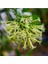 Cestrum Nocturm Kolonya Çiçeği Gece Yasemini Melisa Çiçeği Fidanı Saksıda 2