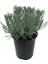 Lavandula Intermedia Lavanta Fidanı, Saksıda 1